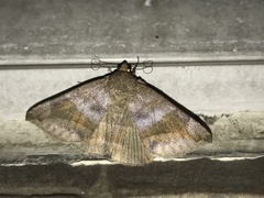 Bastilla amygdalis