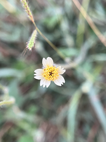 Tridax Daisy