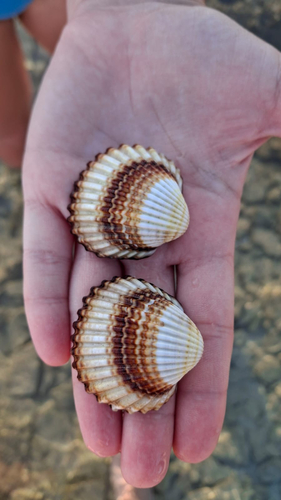 Rough Cockle