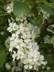 Prunus padus