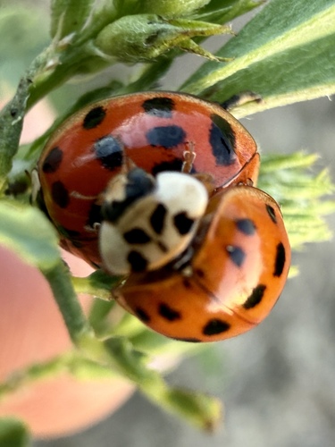 Asian Lady Beetle
