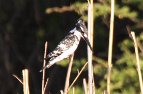 iNaturalist image