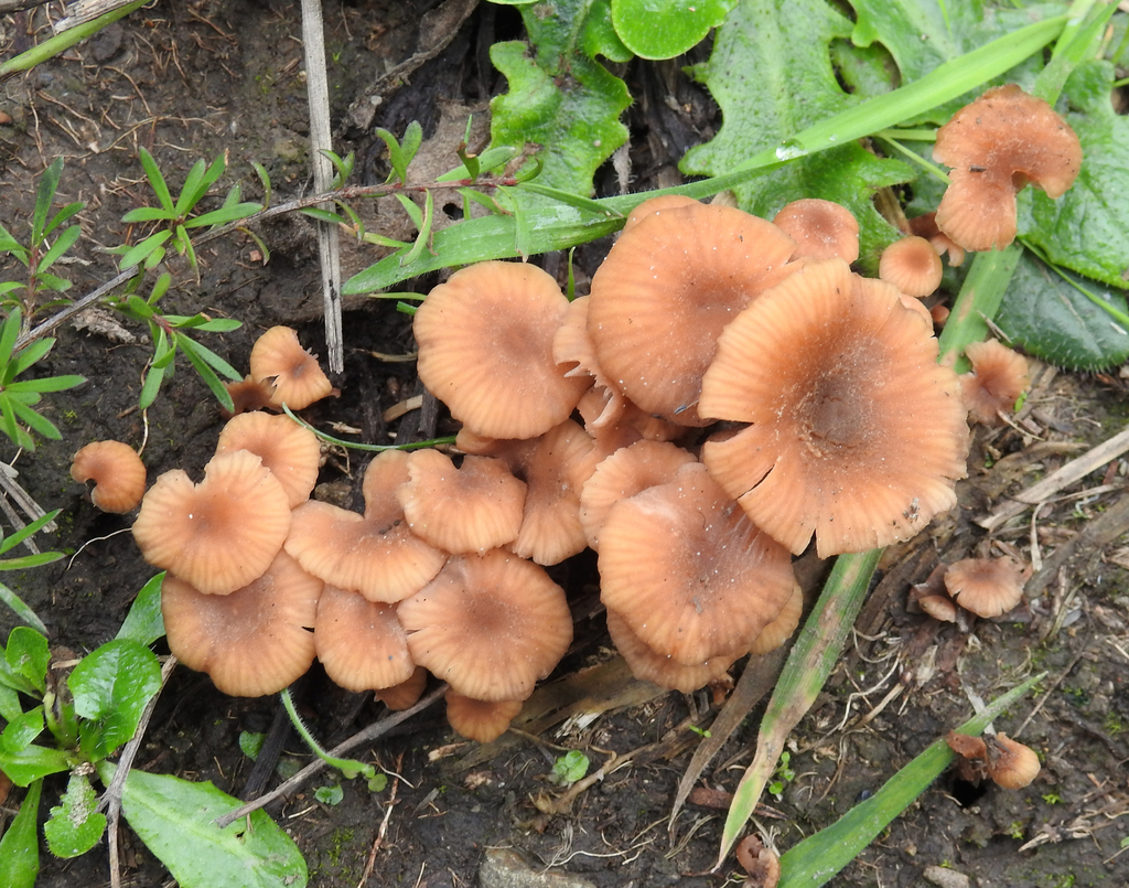 Laccaria tetraspora