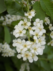 Prunus padus