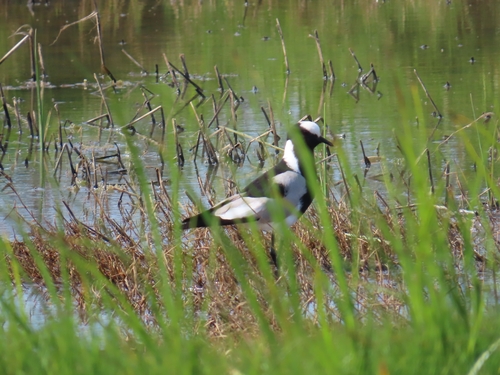 iNaturalist image