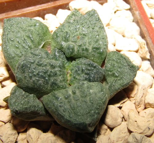 Ariocarpus fissuratus