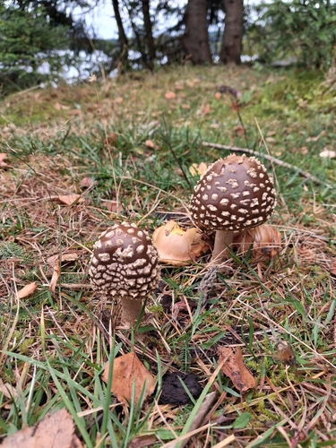 Royal fly agaric