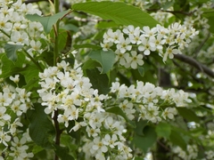 Prunus padus