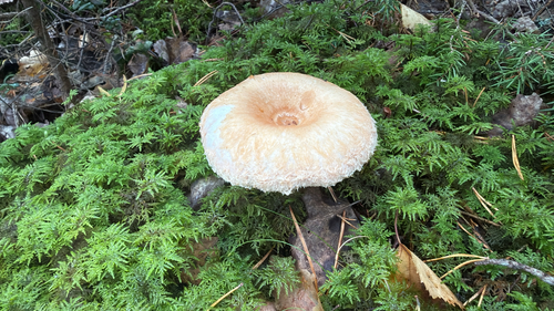 Woolly Milkcap