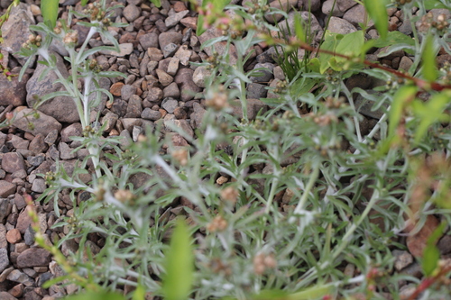 Spergularia rubra, photograph 6