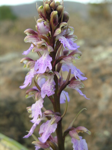 Himantoglossum image