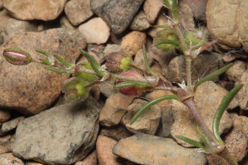 Spergularia rubra; photograph (c) Steven Bodzin, some rights reserved (CC BY)