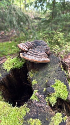 Red-banded Polypore