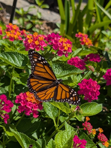 Monarch