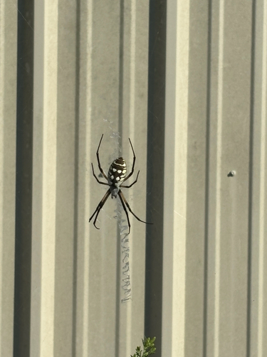 Yellow Garden Spider
