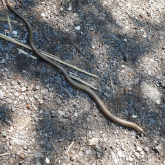 Anguis fragilis
