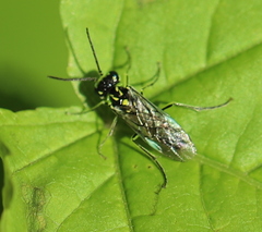 Rhogogaster picta