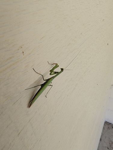 European Mantis