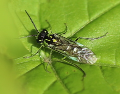 Rhogogaster picta