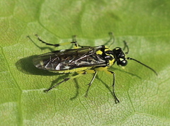 Rhogogaster picta