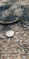 Anguis fragilis