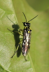 Rhogogaster picta