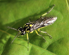 Rhogogaster picta