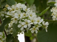 Prunus padus