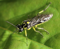 Rhogogaster picta