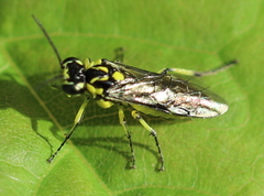 Rhogogaster picta