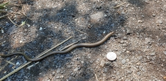 Anguis fragilis