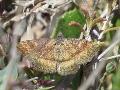 Phytometra sanctiflorentis