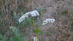 Fagopyrum esculentum, photograph author not stated, no rights reserved