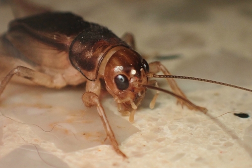Short-tailed Cricket