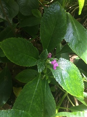 Chrysothemis melittifolia