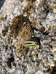 Zygaena filipendulae