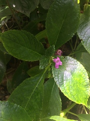 Chrysothemis melittifolia