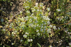 Valerianella carinata