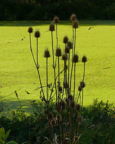 wild teasel
