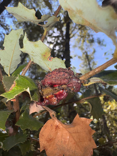 iNaturalist observation photo of Oak Gall Wasps