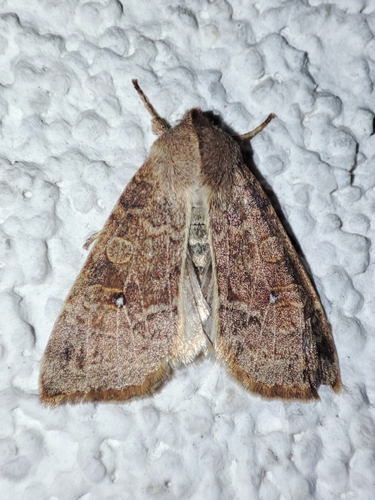 Pale-lemon Sallow