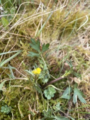 Ranunculus auricomus