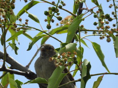 Passer domesticus