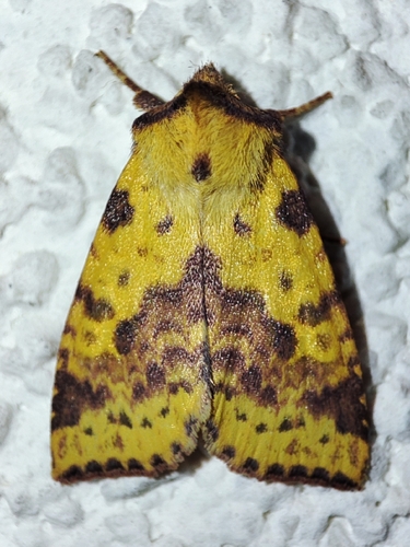Pink-barred Sallow