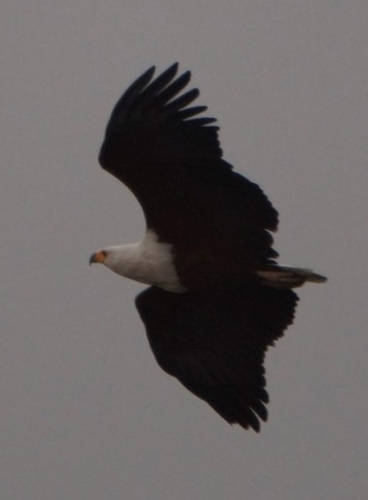 iNaturalist: (c) Pierre Driessen, some rights reserved (CC BY-NC), uploaded by Pierre Driessen iNaturalist image