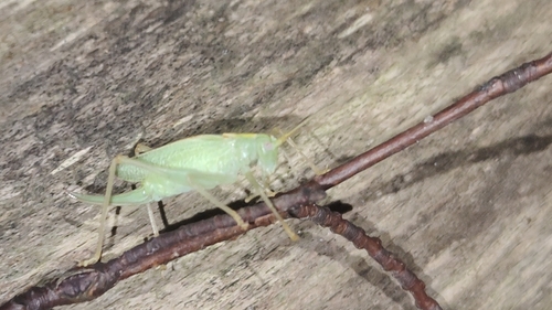 Oak Bush-cricket