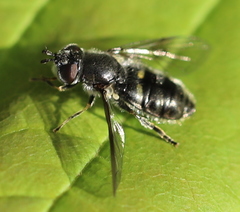 Pipizinae