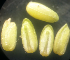 Valerianella carinata