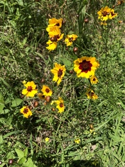 Coreopsis basalis