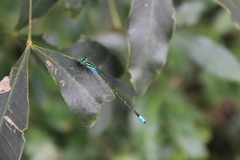 Pseudagrion coeleste